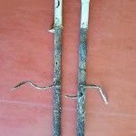 Menjava rad. cevi- Dijaški dom2 (2)